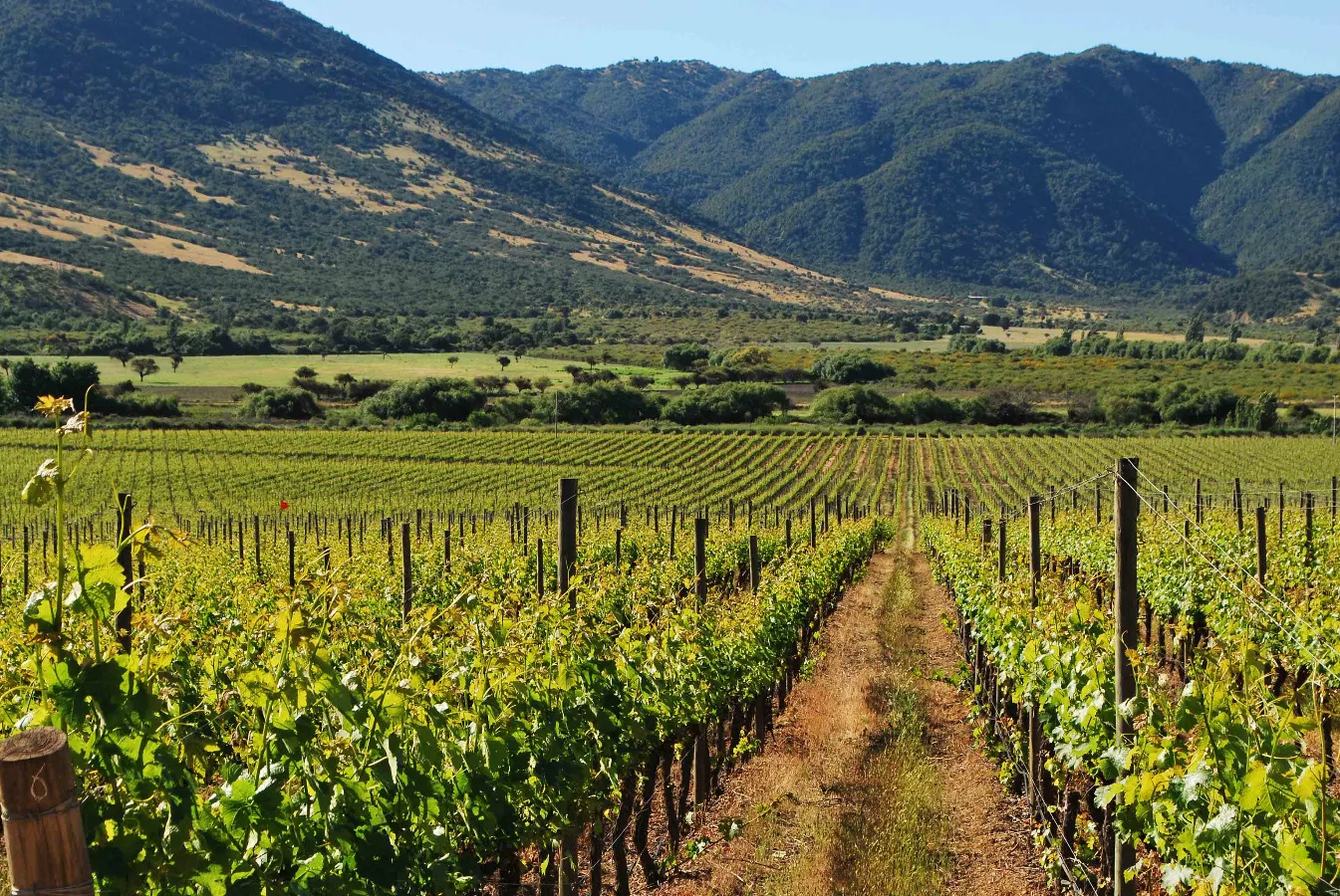 Colchagua Valley